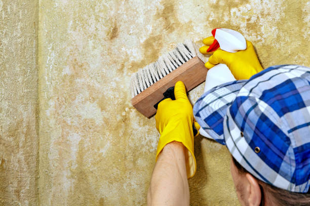Best Basement Mold Removal  in Mayflower Village, CA