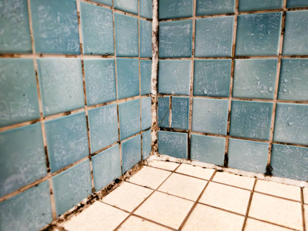 Best Crawl Space Mold Remediation  in Mayflower Village, CA